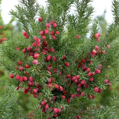 Тис ХИКСИ средний в Речице