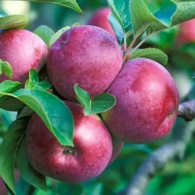 Яблоня СПАРТАН в Речице