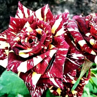 Роза ФОКУС ПОКУС флорибунда в Речице