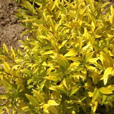 Бирючина АУРЕА обыкновенная в Речице