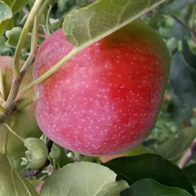 Яблоня АЛЬВА в Речице