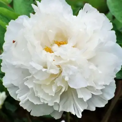 Пион БЕЛЫЙ СНЕГ древовидный в Речице