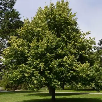 Липа сердцевидная в Речице