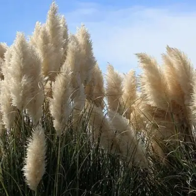 Кортадерия белая (пампасная трава) в Речице