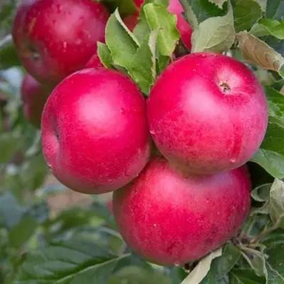 Яблоня РОЖДЕСТВЕНСКОЕ в Речице