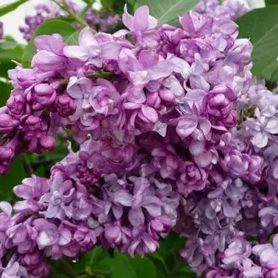 Сирень ГЕНЕРАЛ ПЕРШИНГ в Речице