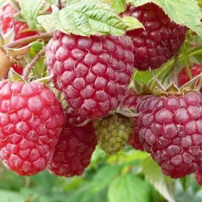 Малина ПОЛЬКА (ПОЛКА) в Речице