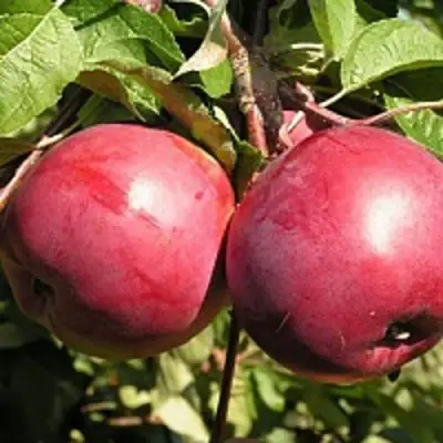 Яблоня ДАРУНАК в Речице