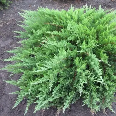 Можжевельник ТАМАРИСЦИФОЛИЯ казацкий  в Речице