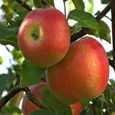 Яблоня ПЕРСИКОВАЯ в Речице