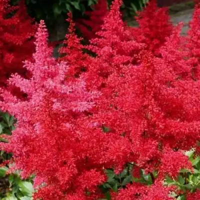 Астильба ЭТНА Арендса в Речице