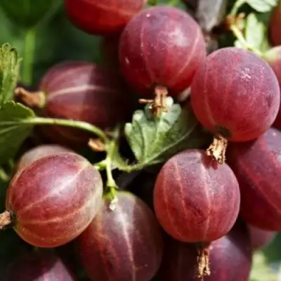 Крыжовник ХИННОМАКИ РОТ в Речице