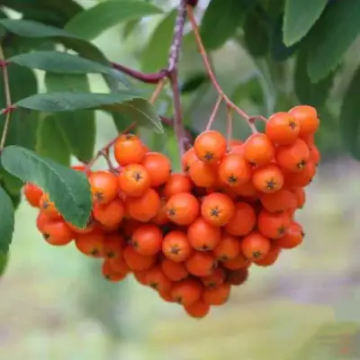 Рябина ВЕФЕД сладкоплодная в Речице