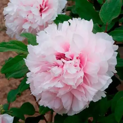 Пион ПЕРСИК ПОД СНЕГОМ древовидный в Речице