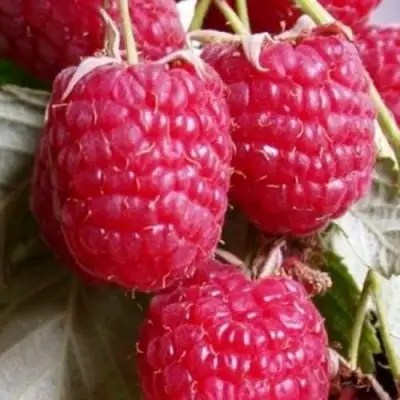 Малина ГЕРАКЛ в Речице