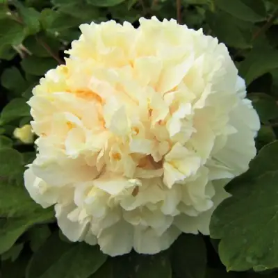 Пион НЕЖНЫЙ ГОЛОС древовидный в Речице