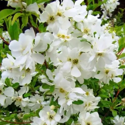 Экзохорда ЗЕ БРАЙД в Речице