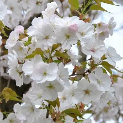 Сакура САНСЕТ БУЛЕВАРД в Речице