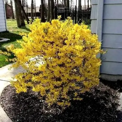 Форзиция ЛЕДНОГОРА промежуточная в Речице