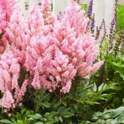 Астильба ЛУК ЭТ МИ японская в Речице