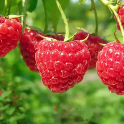 Малина ПРОСТО ПРЕЛЕСТЬ (СТОЛЕШНИК) в Речице