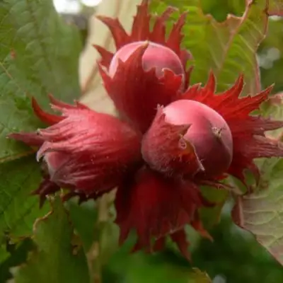 Фундук МОСКОВСКИЙ РУБИН в Речице