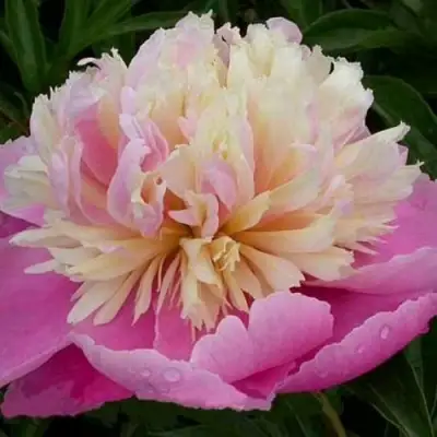 Пион ВЕСЕННЯЯ ПАЛИТРА травянистый в Речице