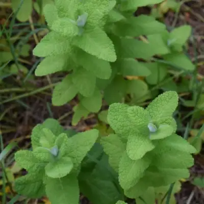 Мята АПФЕЛМИНЦЕ в Речице