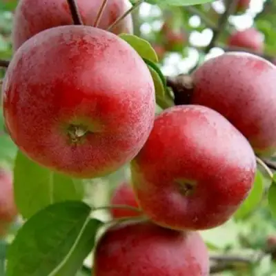 Яблоня АНТЕЙ в Речице