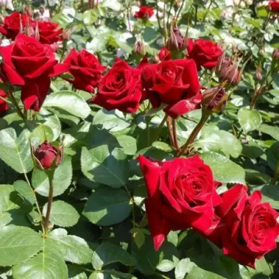 Роза ЭКСПЛОРЕР чайно-гибридная в Речице