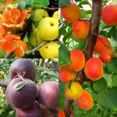 Комплект САД ДЛЯ ГУРМАНА в Речице