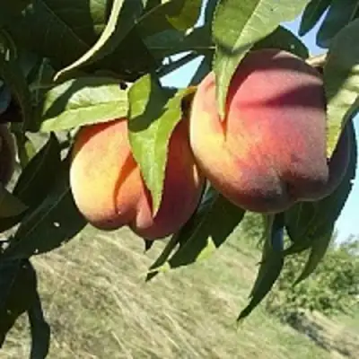 Персик СОФГАФЕН в Речице