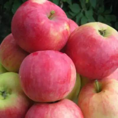 Яблоня НОРИС в Речице