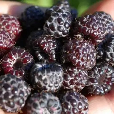 Малина БРИСТОЛЬ в Речице