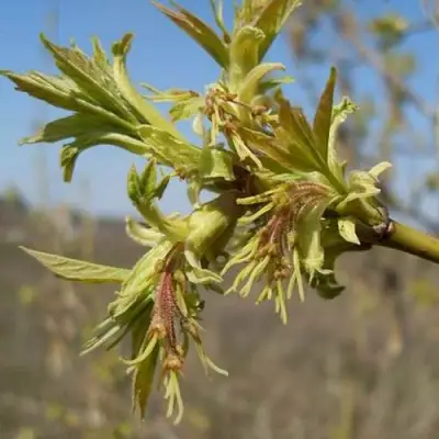 Клен ясенелистный в Речице