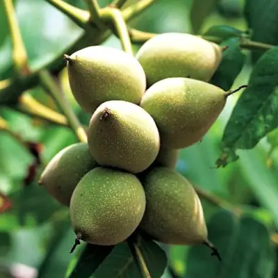 Орех МАНЬЧЖУРСКИЙ в Речице