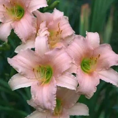 Лилейник ЛАКШЕРИ ЛЕЙС гибридный в Речице