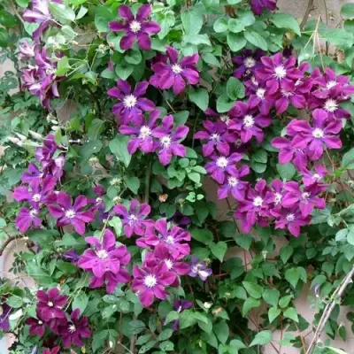 Клематис ГЕРОИ ВАРШАВЫ в Речице