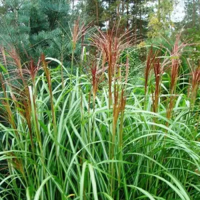 Мискантус МАЛЕПАРТУС китайский  в Речице