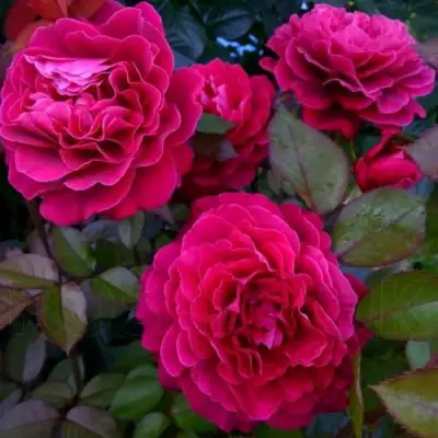 Роза БЕЛЬВЬЮ чайно-гибридная в Речице