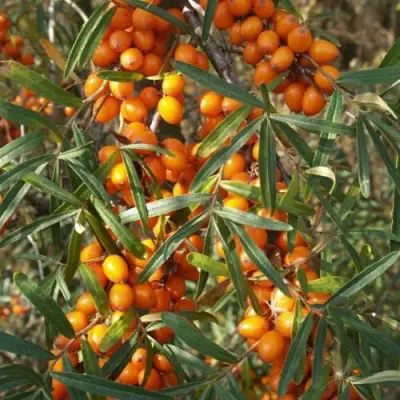 Облепиха РОСИНКА в Речице