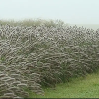 Пеннисетум ЛЕДИ Ю в Речице