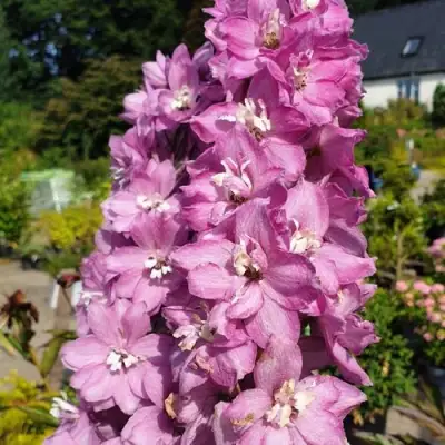 Дельфиниум АСТОЛАТ тихоокеанский в Речице