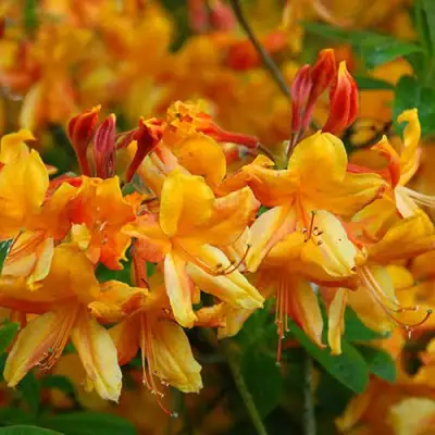 Азалия ОРАНЖ ХИТ листопадная в Речице