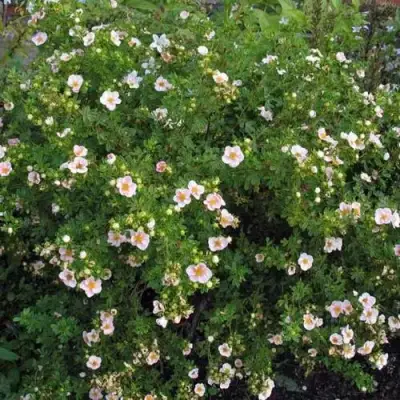 Лапчатка ПИНК КВИН кустарниковая в Речице