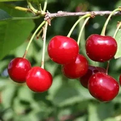 Вишня РИВАЛ в Речице