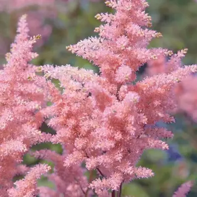 Астильба ГЛИТТЕР ЭНД ГЛАМУР китайская в Речице