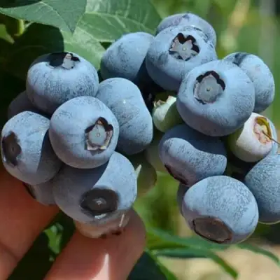 Голубика НЕЛЬСОН в Речице