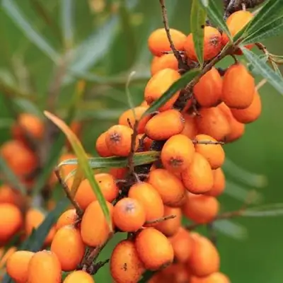 Облепиха АЛТАЙСКАЯ в Речице