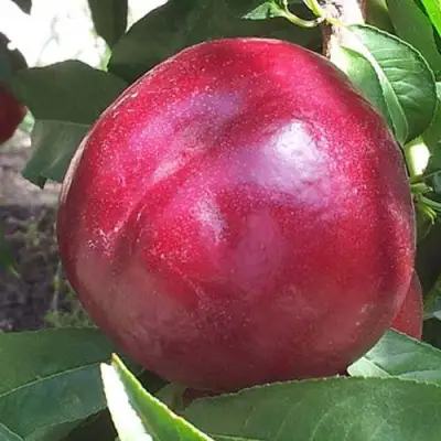 Нектарин ЭКСТРИМ БЬЮТИ в Речице